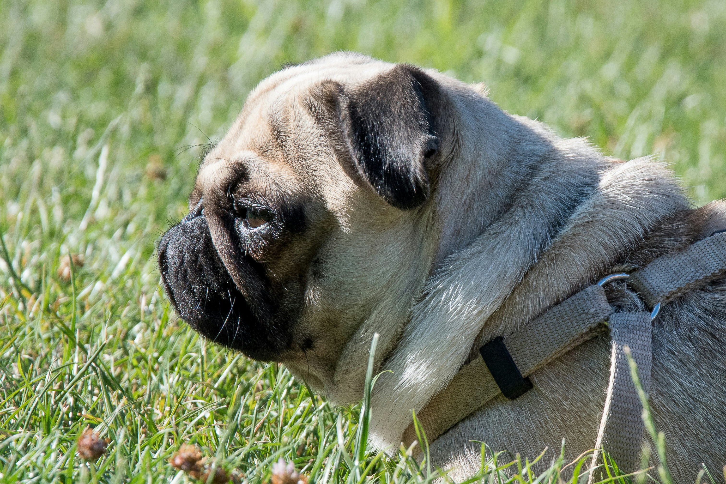 fawn pug laying on grass field